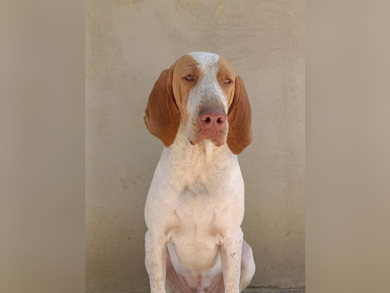 Braque de l'Ariége (Ariége-Vorstehhund) Rüde, Jérome