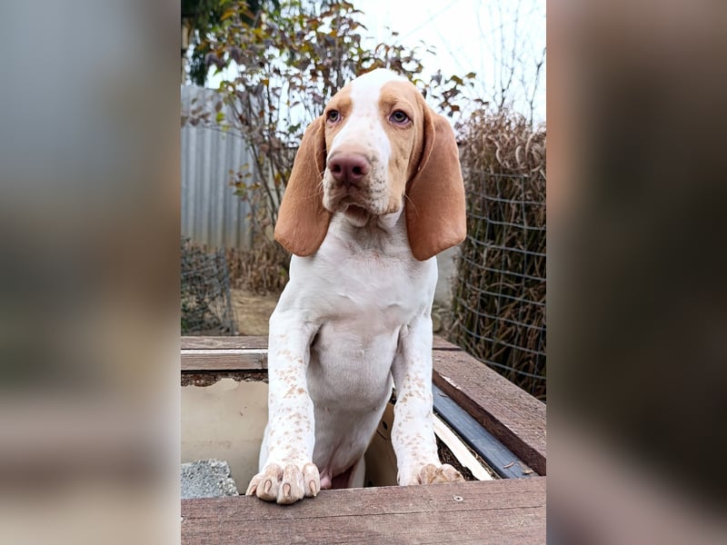 Braque de l'Ariége (Ariége-Vorstehhund) Rüde, Jérome