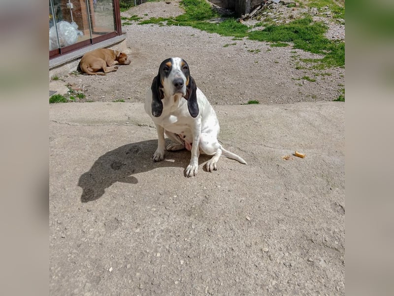Alice - grosse Kämpferin und Sonnenschein - mit Alice gewinnt ihr eine Freundin fürs Leben