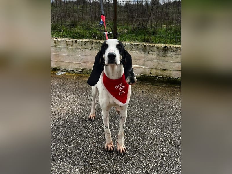 Ariel - aktiv, liebevoll, verschmust