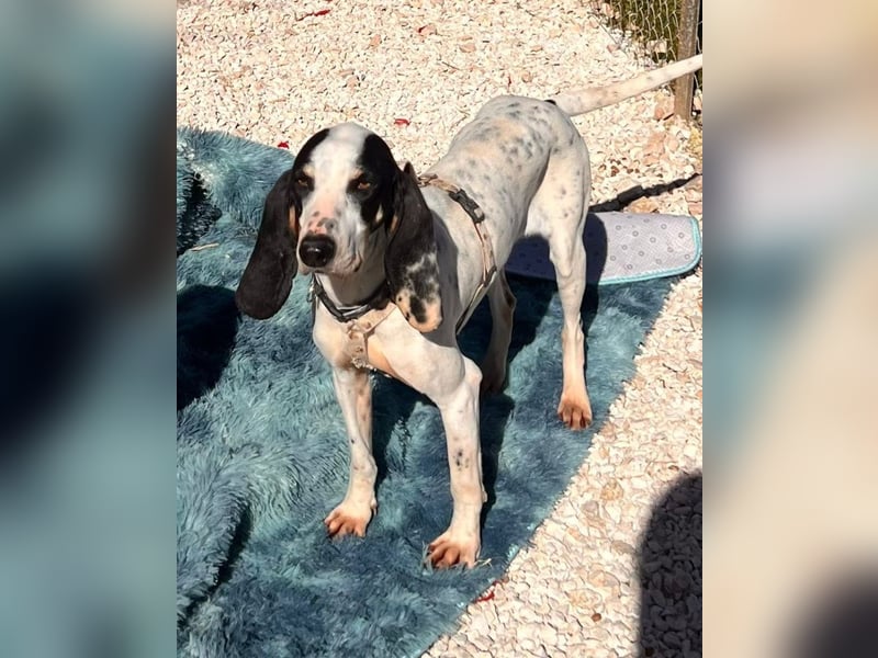 Ariel - aktiv, liebevoll, verschmust