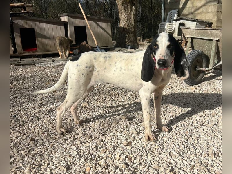 Ariel - aktiv, liebevoll, verschmust