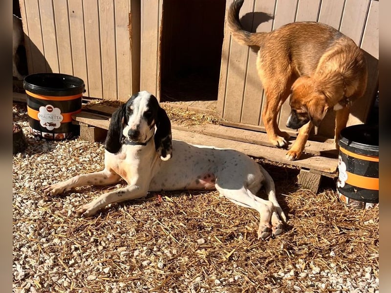 Ariel - aktiv, liebevoll, verschmust