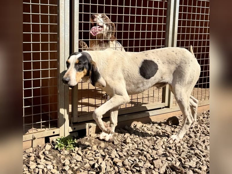 CHARLES - so lieb und ruhig