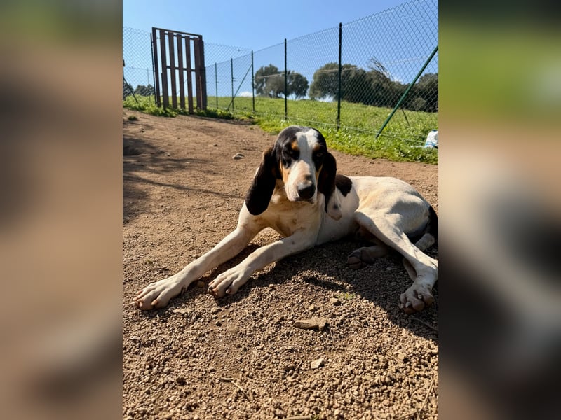 CHARLES - so lieb und ruhig