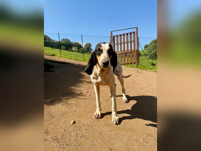 CHARLES - so lieb und ruhig