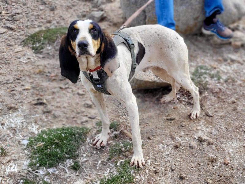 CHARLES - so lieb und ruhig