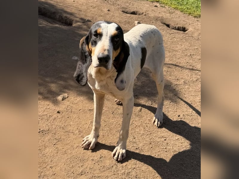 CHARLES - so lieb und ruhig