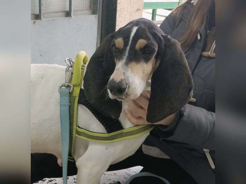 Amelie - liebevolle, menschenbezogene Hündin