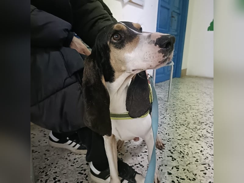 Amelie - liebevolle, menschenbezogene Hündin