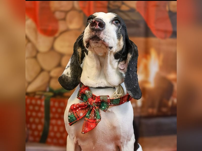 Peter - bewirbt sich als Gesangspartner! Entspannt und immer fröhlich wartet auf deinen? Anruf!