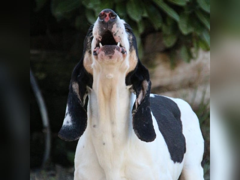 Peter - ein Lächeln auf vier Beinen! Jetzt fehlt nur noch ein Zuhause