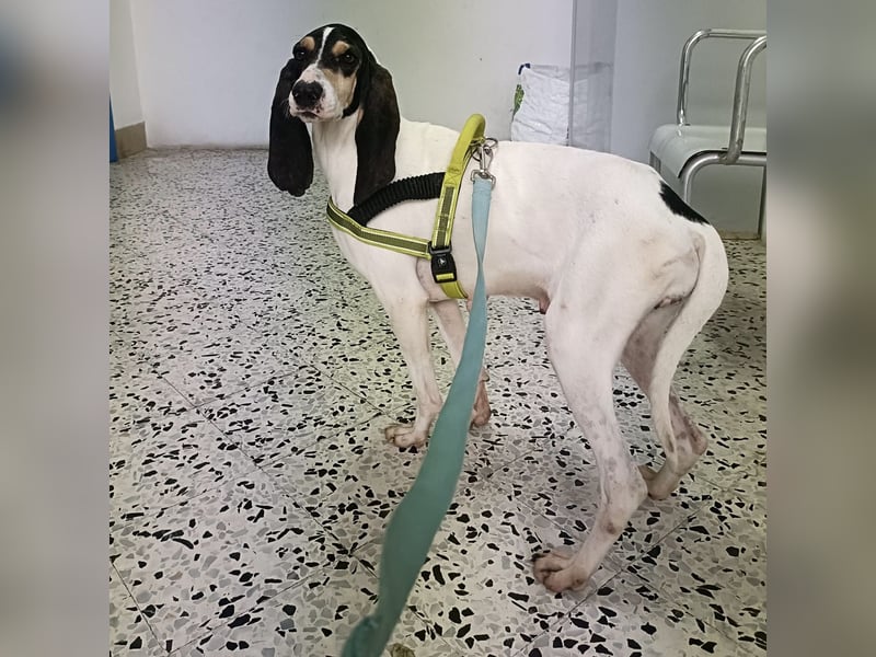 Amelie - liebevolle, menschenbezogene Hündin