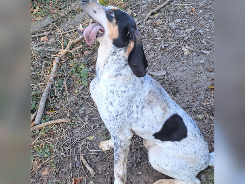 Red - lebensfroh trotz Zwinger,  Red wartet auf sein erstes richtiges Zuhause