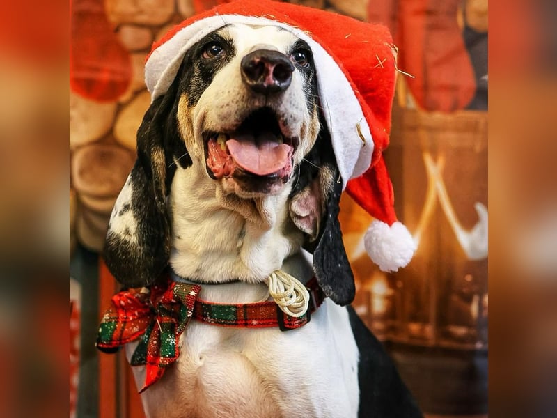 Peter - bewirbt sich als Gesangspartner! Entspannt und immer fröhlich wartet auf deinen? Anruf!