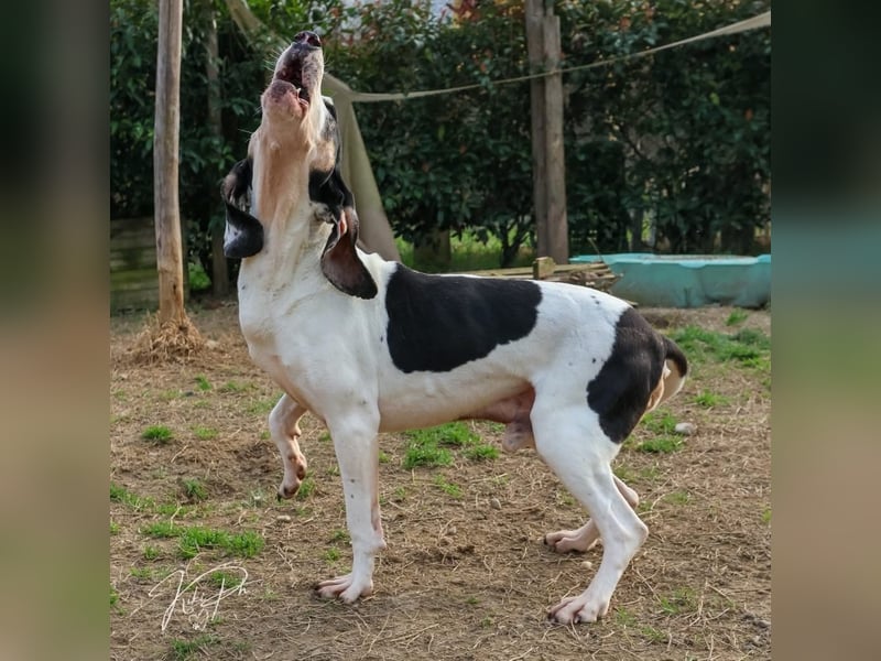 Peter - bewirbt sich als Gesangspartner! Entspannt und immer fröhlich wartet auf deinen? Anruf!