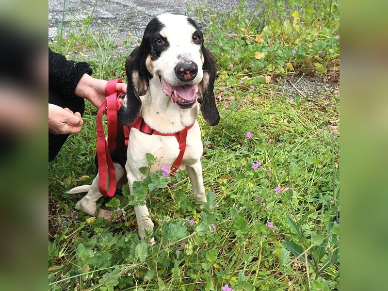 Peter - ein Lächeln auf vier Beinen! Jetzt fehlt nur noch ein Zuhause