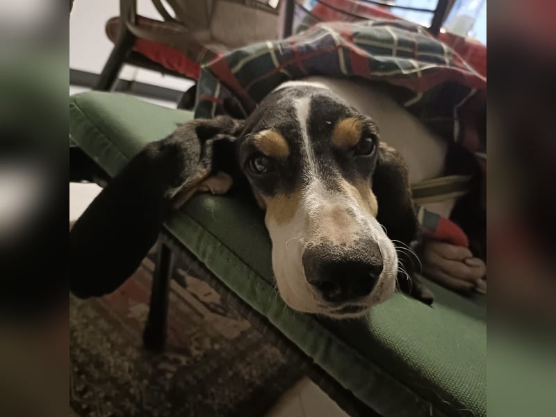 Amelie - liebevolle, menschenbezogene Hündin