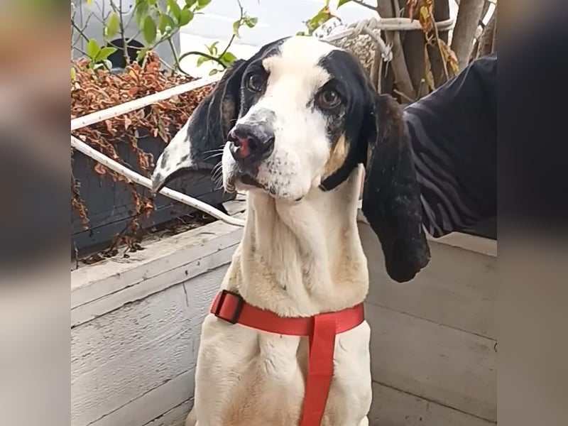 Peter - ein Lächeln auf vier Beinen! Jetzt fehlt nur noch ein Zuhause