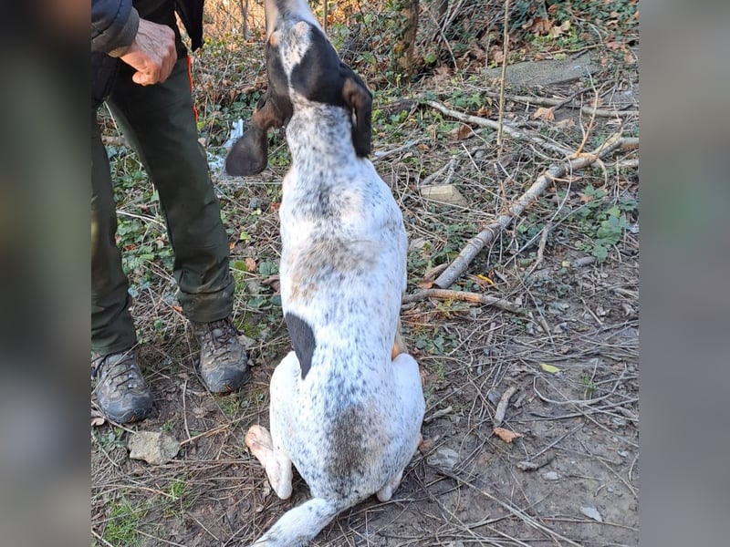Red - lebensfroh trotz Zwinger,  Red wartet auf sein erstes richtiges Zuhause