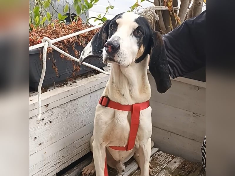 Peter - ein Lächeln auf vier Beinen! Jetzt fehlt nur noch ein Zuhause