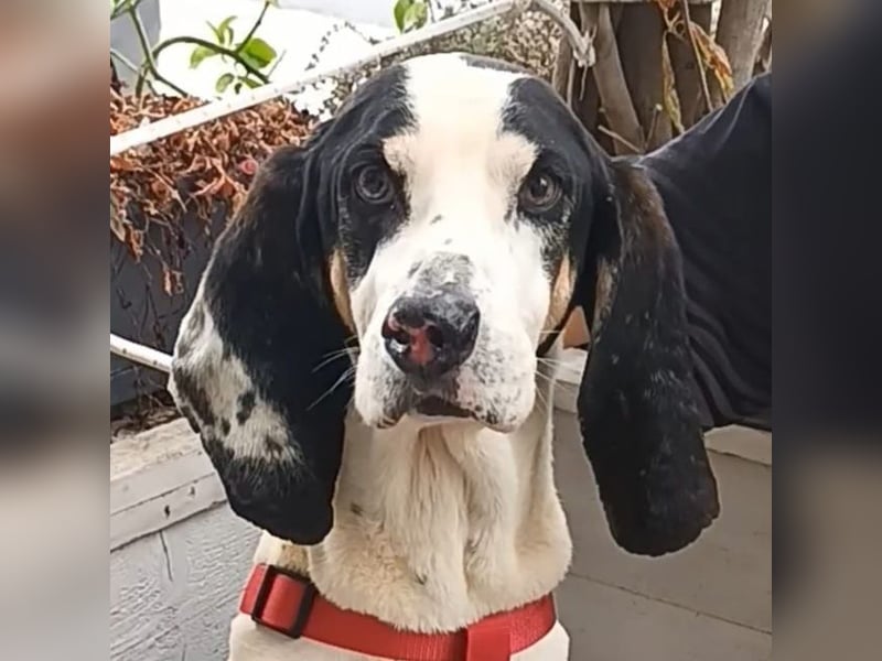 Peter - ein Lächeln auf vier Beinen! Jetzt fehlt nur noch ein Zuhause