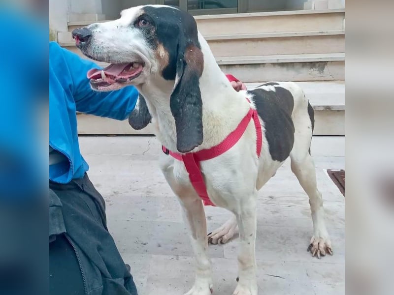 Peter - ein Lächeln auf vier Beinen! Jetzt fehlt nur noch ein Zuhause