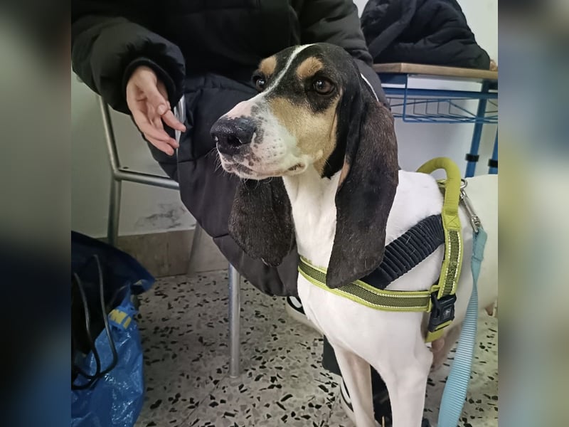 Amelie - liebevolle, menschenbezogene Hündin