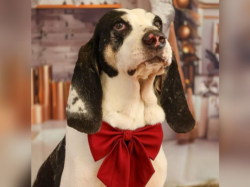 Peter - bewirbt sich als Gesangspartner! Entspannt und immer fröhlich wartet auf deinen? Anruf!