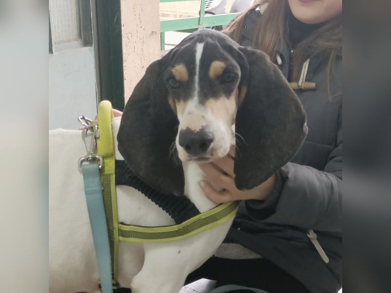 Amelie - liebevolle, menschenbezogene Hündin