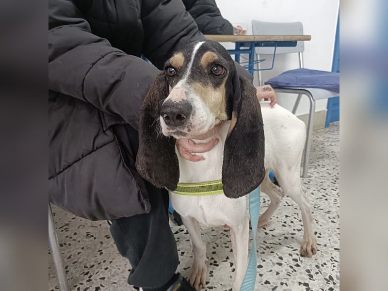 Amelie - liebevolle, menschenbezogene Hündin