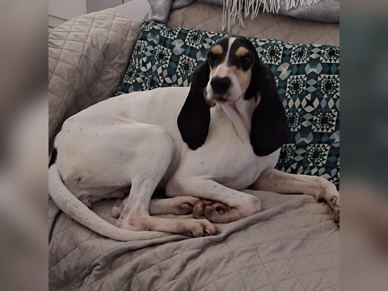 Amelie - liebevolle, menschenbezogene Hündin