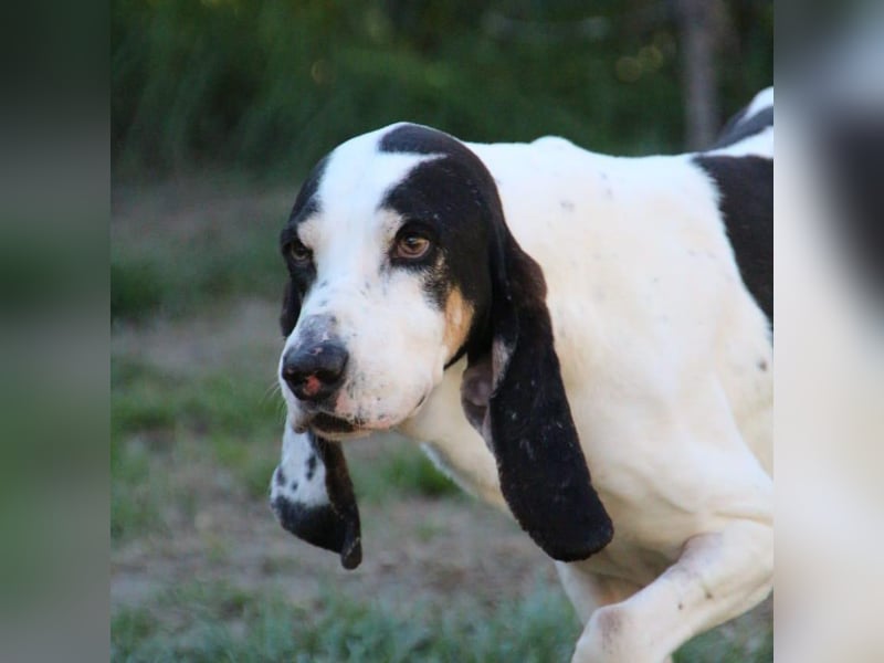 Peter - ein Lächeln auf vier Beinen! Jetzt fehlt nur noch ein Zuhause