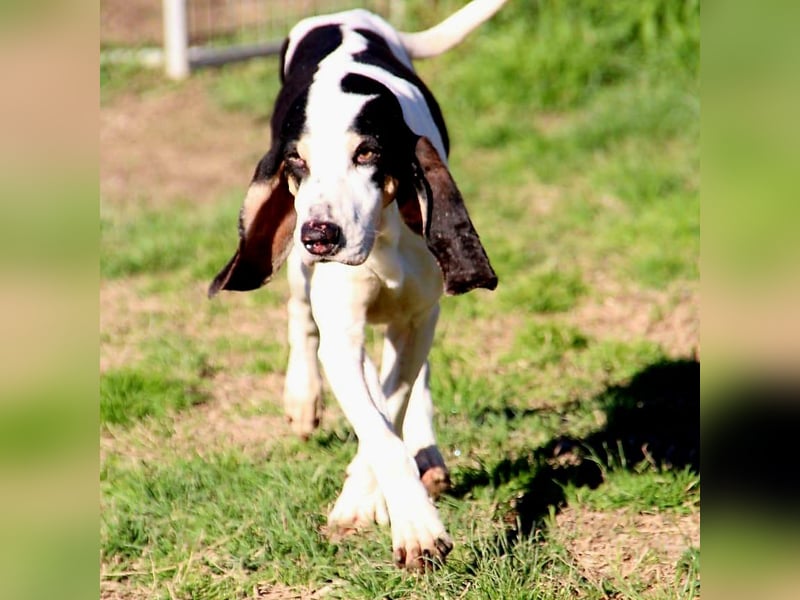Peter - ein Lächeln auf vier Beinen! Jetzt fehlt nur noch ein Zuhause