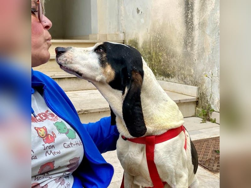 Peter - ein Lächeln auf vier Beinen! Jetzt fehlt nur noch ein Zuhause