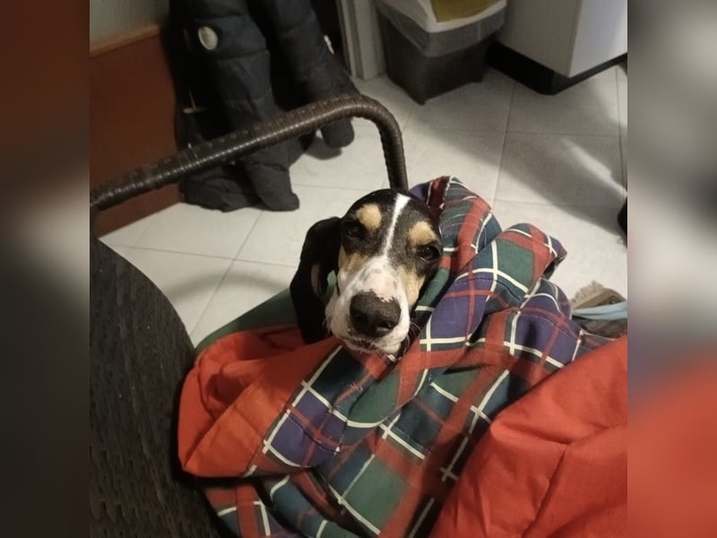 Amelie - liebevolle, menschenbezogene Hündin