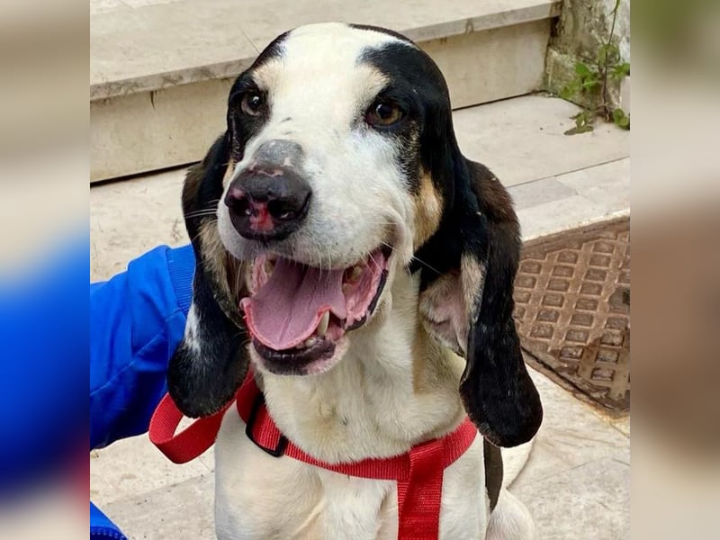 Peter - ein Lächeln auf vier Beinen! Jetzt fehlt nur noch ein Zuhause