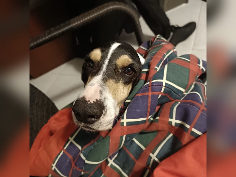 Amelie - liebevolle, menschenbezogene Hündin