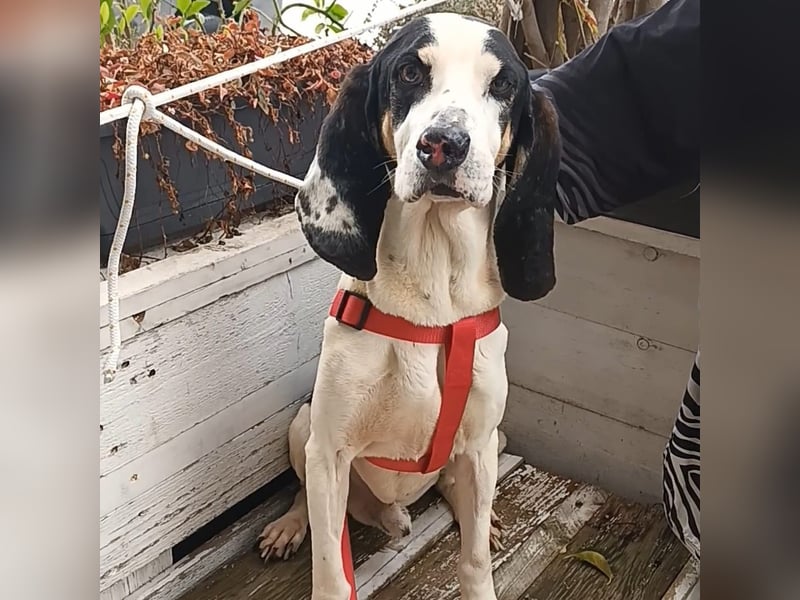 Peter - ein Lächeln auf vier Beinen! Jetzt fehlt nur noch ein Zuhause