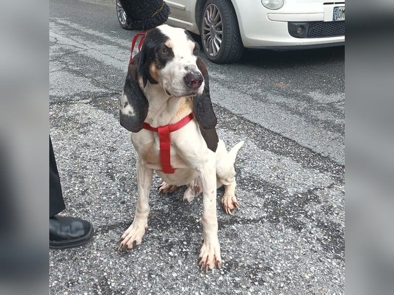 Peter - ein Lächeln auf vier Beinen! Jetzt fehlt nur noch ein Zuhause