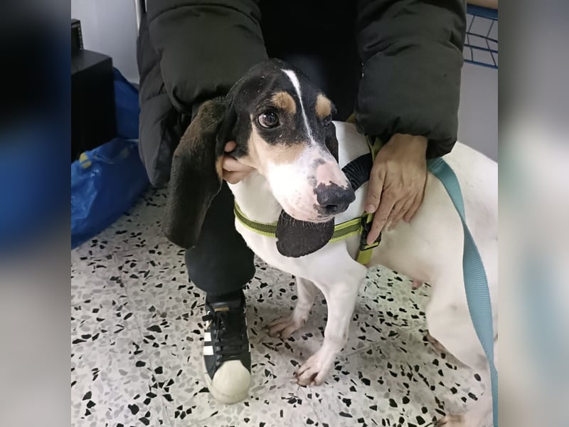 Amelie - liebevolle, menschenbezogene Hündin