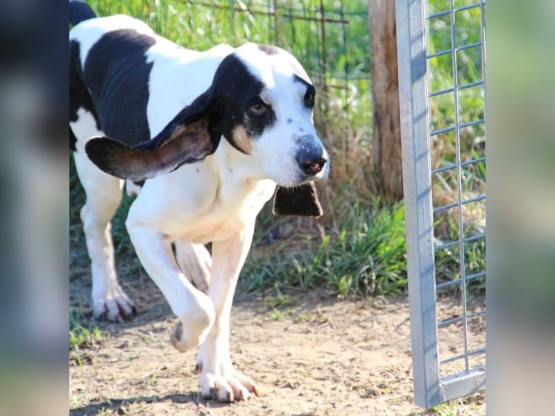 Peter - ein Lächeln auf vier Beinen! Jetzt fehlt nur noch ein Zuhause