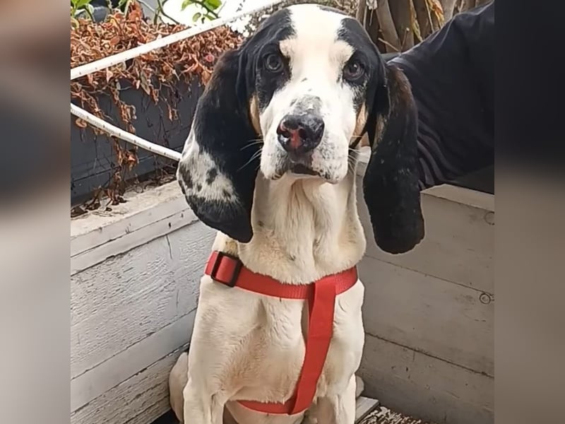 Peter - ein Lächeln auf vier Beinen! Jetzt fehlt nur noch ein Zuhause