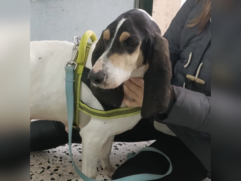 Amelie - liebevolle, menschenbezogene Hündin