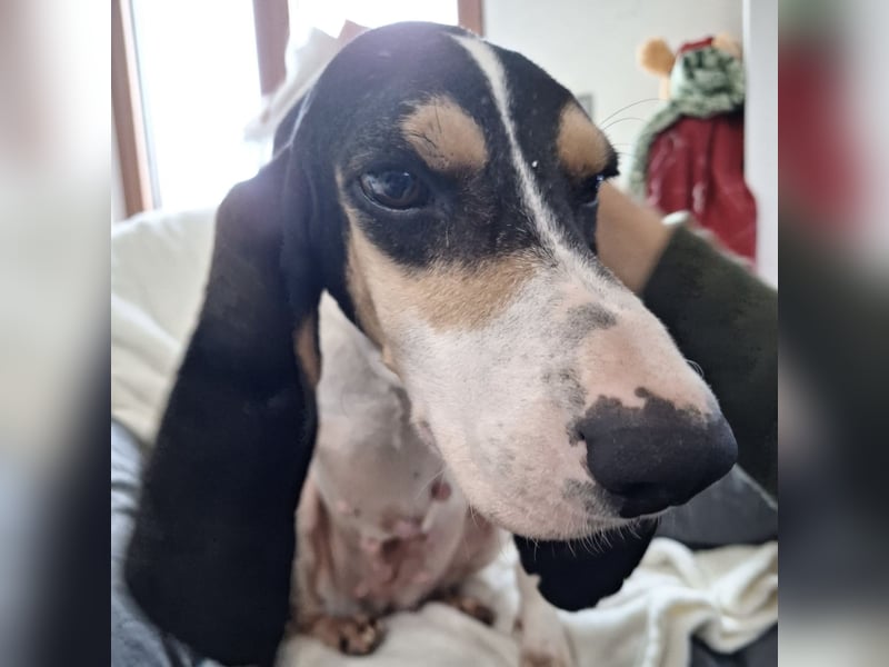 Amelie - liebevolle, menschenbezogene Hündin