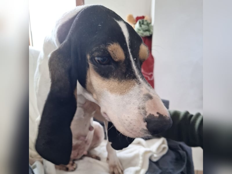 Amelie - liebevolle, menschenbezogene Hündin