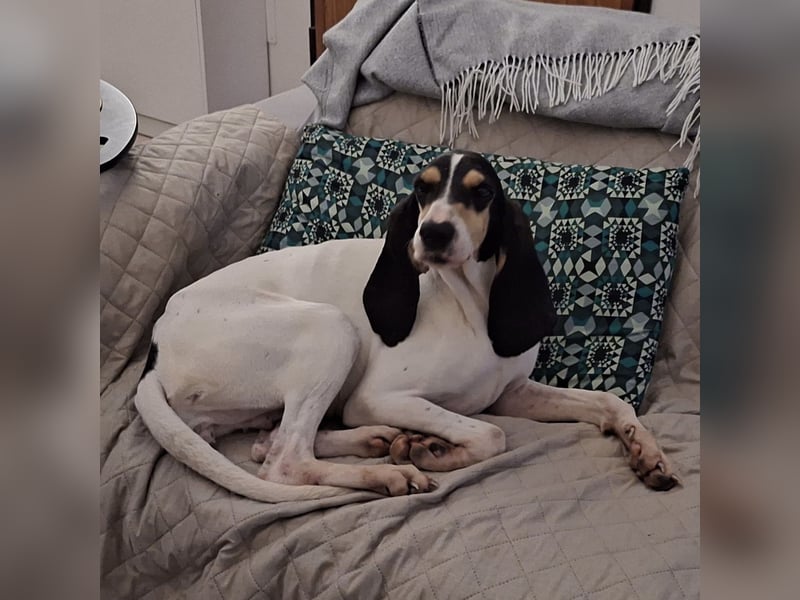 Amelie - liebevolle, menschenbezogene Hündin