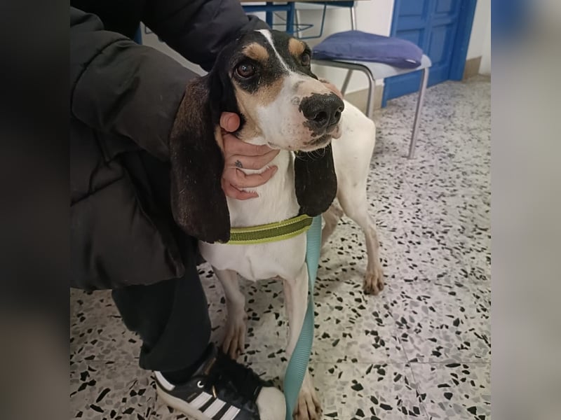 Amelie - liebevolle, menschenbezogene Hündin