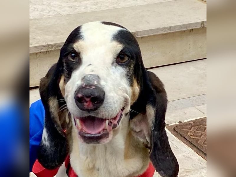 Peter - ein Lächeln auf vier Beinen! Jetzt fehlt nur noch ein Zuhause