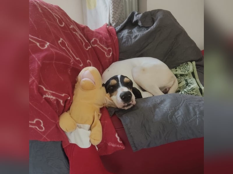 Amelie - liebevolle, menschenbezogene Hündin